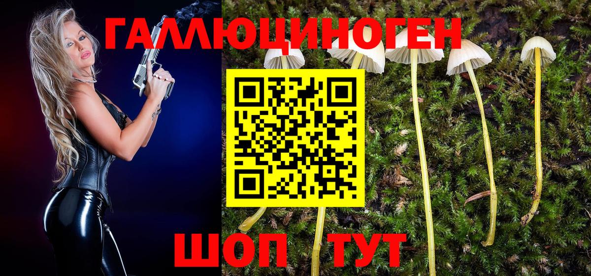Сибай  Псилоцибиновые грибы Psilocybine cubensis  Вход с VPN 